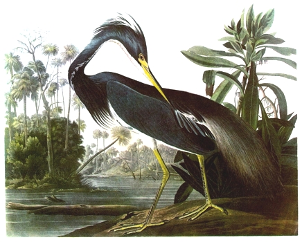 Name:  heron.jpg
Views: 334
Size:  135.2 KB