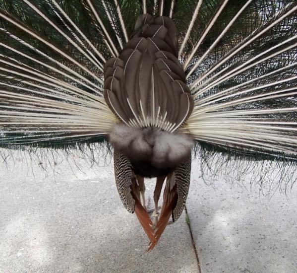 Name:  peacock backside.jpg
Views: 685
Size:  76.6 KB
