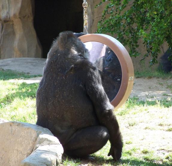 Name:  gorilla.jpg
Views: 295
Size:  51.9 KB