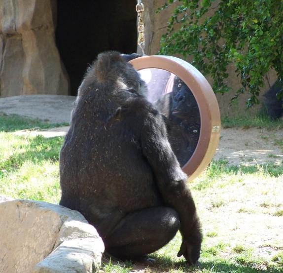 Name:  gorilla.jpg
Views: 242
Size:  51.9 KB