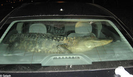 Name:  police-officers-pull-over-car-only-to-find-alligator-in-the-back.jpg
Views: 677
Size:  20.2 KB