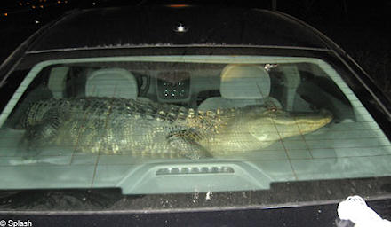 Name:  police-officers-pull-over-car-only-to-find-alligator-in-the-back.jpg
Views: 731
Size:  20.2 KB