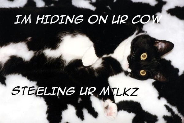 Name:  1166737792-stealingz_ur_m1lk.b.jpg
Views: 705
Size:  138.4 KB