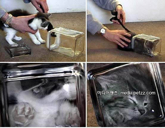 Name:  bonsai kitten.jpg
Views: 60223
Size:  68.7 KB