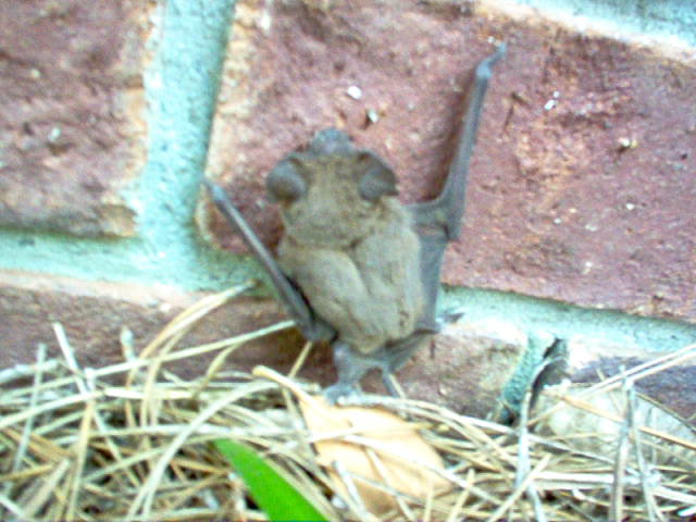 Name:  bat 006.jpg
Views: 380
Size:  83.4 KB