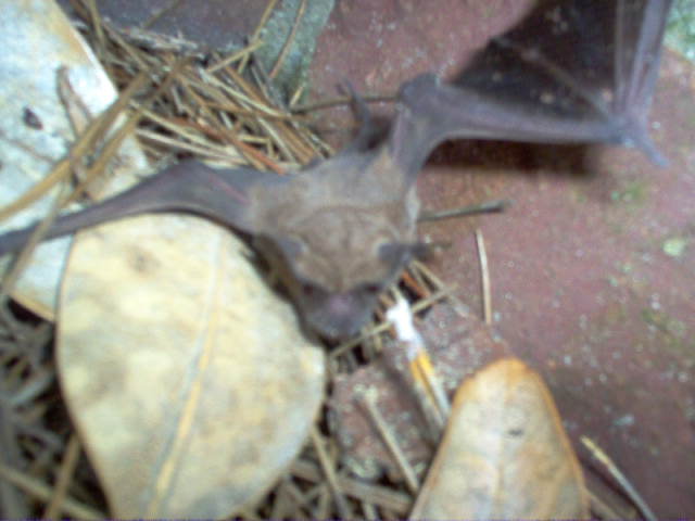 Name:  bat 010.jpg
Views: 415
Size:  65.3 KB