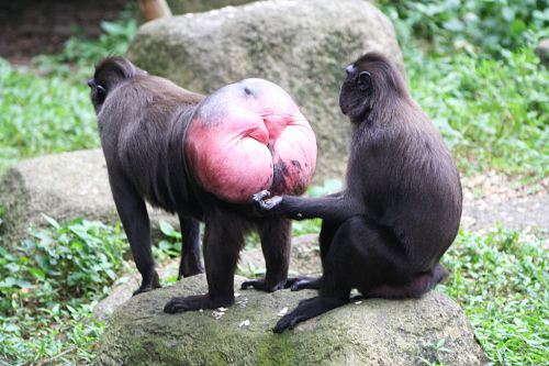 Name:  monkey-butt-inspector.jpg
Views: 1488
Size:  53.6 KB