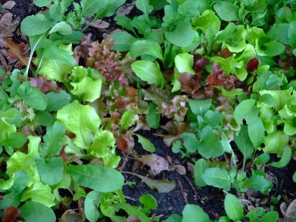 Name:  lettuce.jpg
Views: 185
Size:  33.6 KB