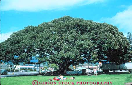 Name:  Santa Barbara Fig.jpg
Views: 998
Size:  38.0 KB