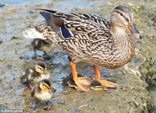 Name:  duck-steps-baby.jpg
Views: 944
Size:  52.9 KB