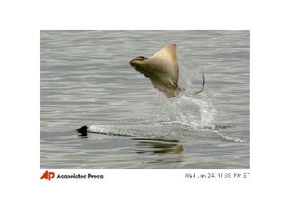 Name:  A stingray leaps out of the water as it is hunted by a killer ... - Yahoo! News Photos_124680161.png
Views: 1004
Size:  110.6 KB