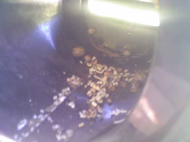 Name:  snailmail.jpg
Views: 1397
Size:  49.0 KB