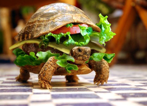 Name:  turtle-hamburger.jpg
Views: 1304
Size:  47.5 KB