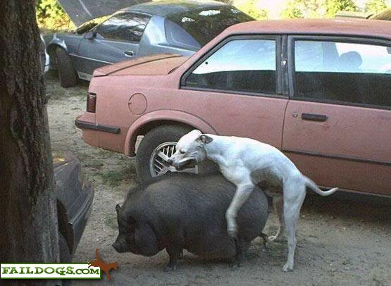 Name:  anon-dogpig.jpg
Views: 553
Size:  47.6 KB