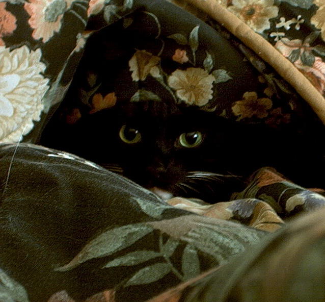 Name:  catmouflage.JPG
Views: 283
Size:  64.1 KB
