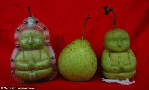 Name:  buddha-shaped-pears.jpg
Views: 973
Size:  18.5 KB
