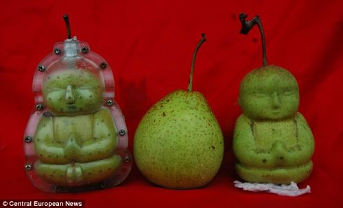 Name:  buddha-shaped-pears.jpg
Views: 747
Size:  18.5 KB