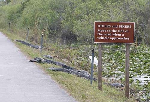 Name:  crocodile-yield.jpg
Views: 1071
Size:  38.6 KB