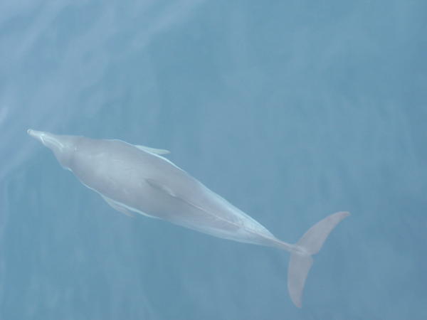Name:  dolphin.JPG
Views: 398
Size:  15.5 KB