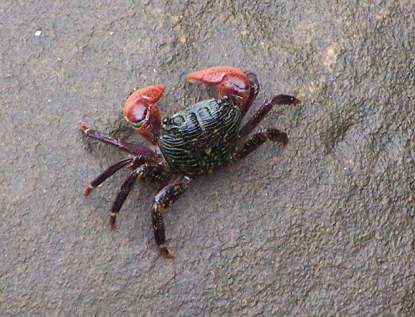 Name:  crab.JPG
Views: 434
Size:  78.0 KB