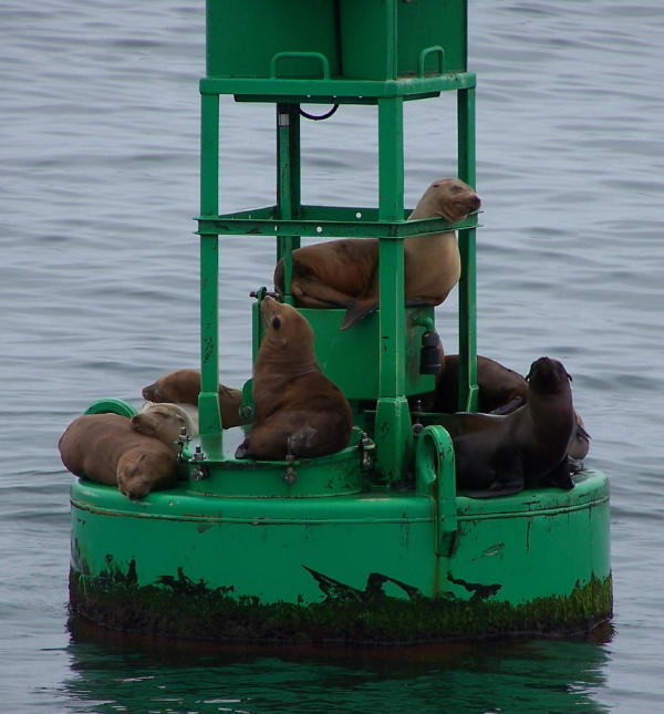 Name:  sea lions.JPG
Views: 447
Size:  58.7 KB