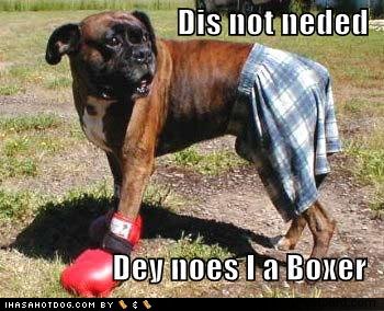 Name:  funny-dog-pictures-boxer-with-gloves.jpg
Views: 12350
Size:  39.5 KB