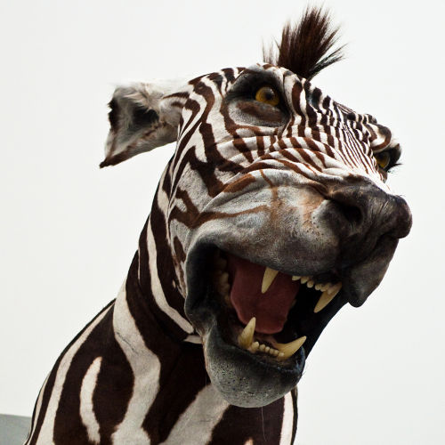 Name:  angry-zebra-dog.jpg
Views: 1110
Size:  43.8 KB