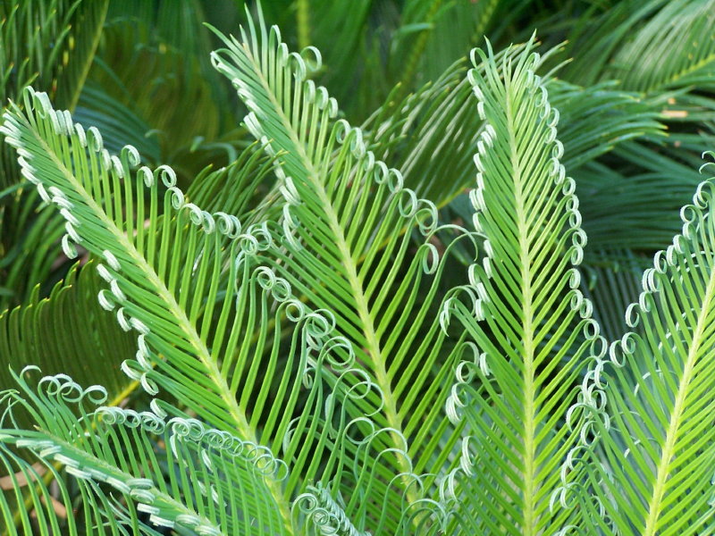 Name:  curly fern.JPG
Views: 360
Size:  174.2 KB