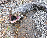 Name:  180px-Tiliqua_rugosa.jpg
Views: 170
Size:  14.7 KB