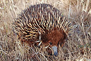 Name:  180px-Wild_shortbeak_echidna.jpg
Views: 169
Size:  12.6 KB