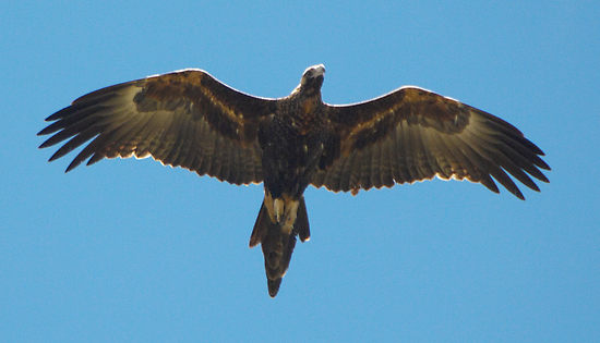 Name:  172187-11-wedge-tailed-eagle-in-flight.jpg
Views: 154
Size:  24.2 KB