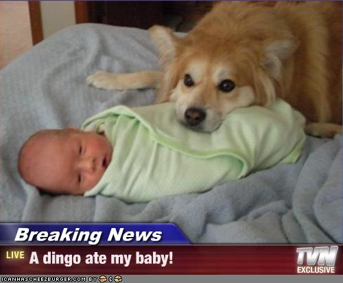 Name:  dingo.jpg
Views: 112
Size:  27.6 KB