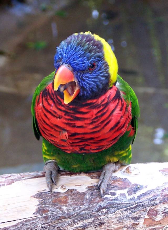 Name:  PISSED OFF LORIKEET.jpg
Views: 531
Size:  82.6 KB