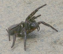 Name:  Atrax_robustus.jpg
Views: 137
Size:  9.1 KB