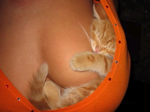 Name:  WTFNSFWLOLCAT.jpg
Views: 2404
Size:  112.2 KB