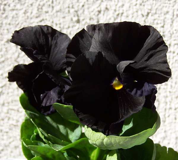 Name:  100_4971-3.JPG
Views: 484
Size:  73.0 KB