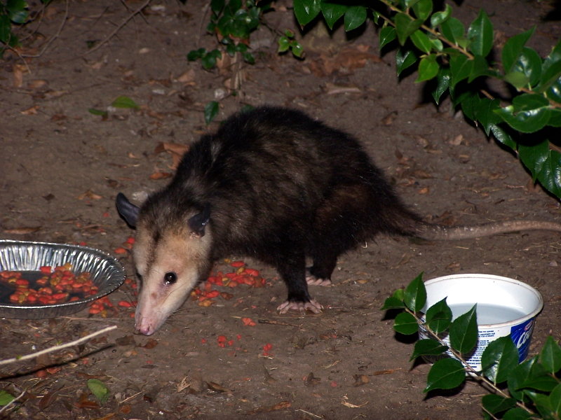 Name:  possum2.jpg
Views: 335
Size:  117.1 KB