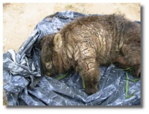 Name:  mange_wombat_may03.jpg
Views: 3141
Size:  42.9 KB