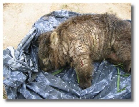 Name:  mange_wombat_may03.jpg
Views: 2925
Size:  42.9 KB