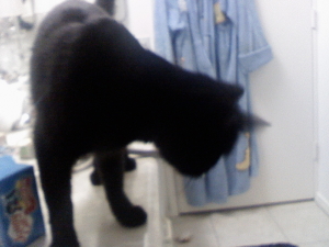 Name:  kitteh1.jpg
Views: 250
Size:  61.2 KB