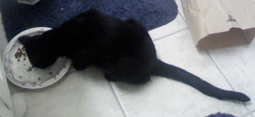 Name:  kitteh2.jpg
Views: 228
Size:  99.8 KB