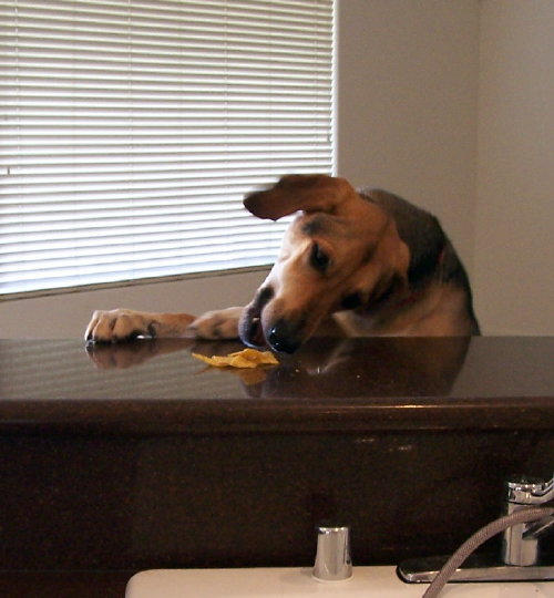 Name:  caught in the act 2.jpg
Views: 520
Size:  55.2 KB