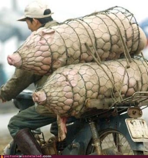 Name:  PigsInaNet-P.jpg
Views: 663
Size:  85.4 KB