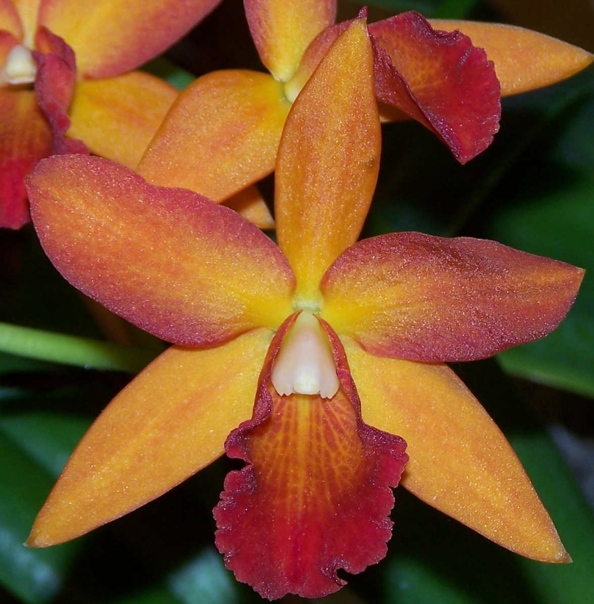 Name:  orchid.JPG
Views: 162
Size:  126.6 KB