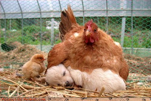 Name:  Chook-pup.jpg
Views: 616
Size:  64.0 KB