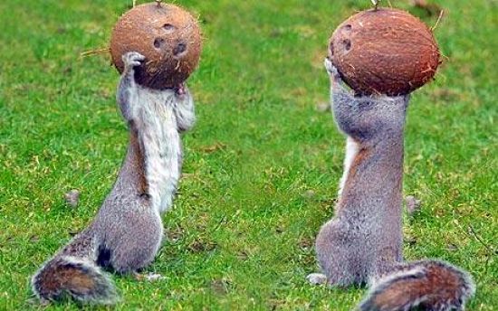 Name:  astro-squirrels.jpg
Views: 832
Size:  56.1 KB