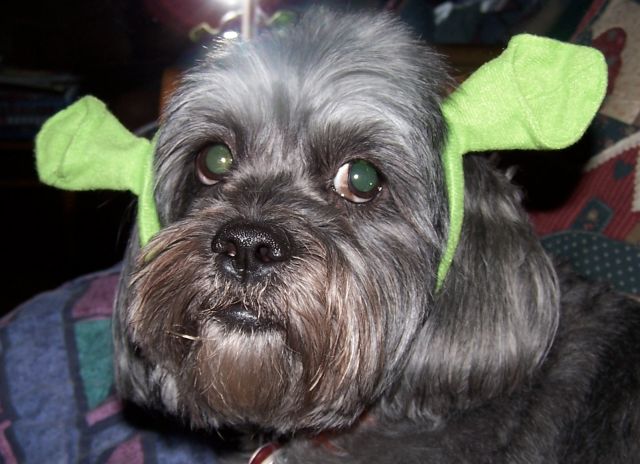 Name:  shana shrek.jpg
Views: 432
Size:  53.5 KB
