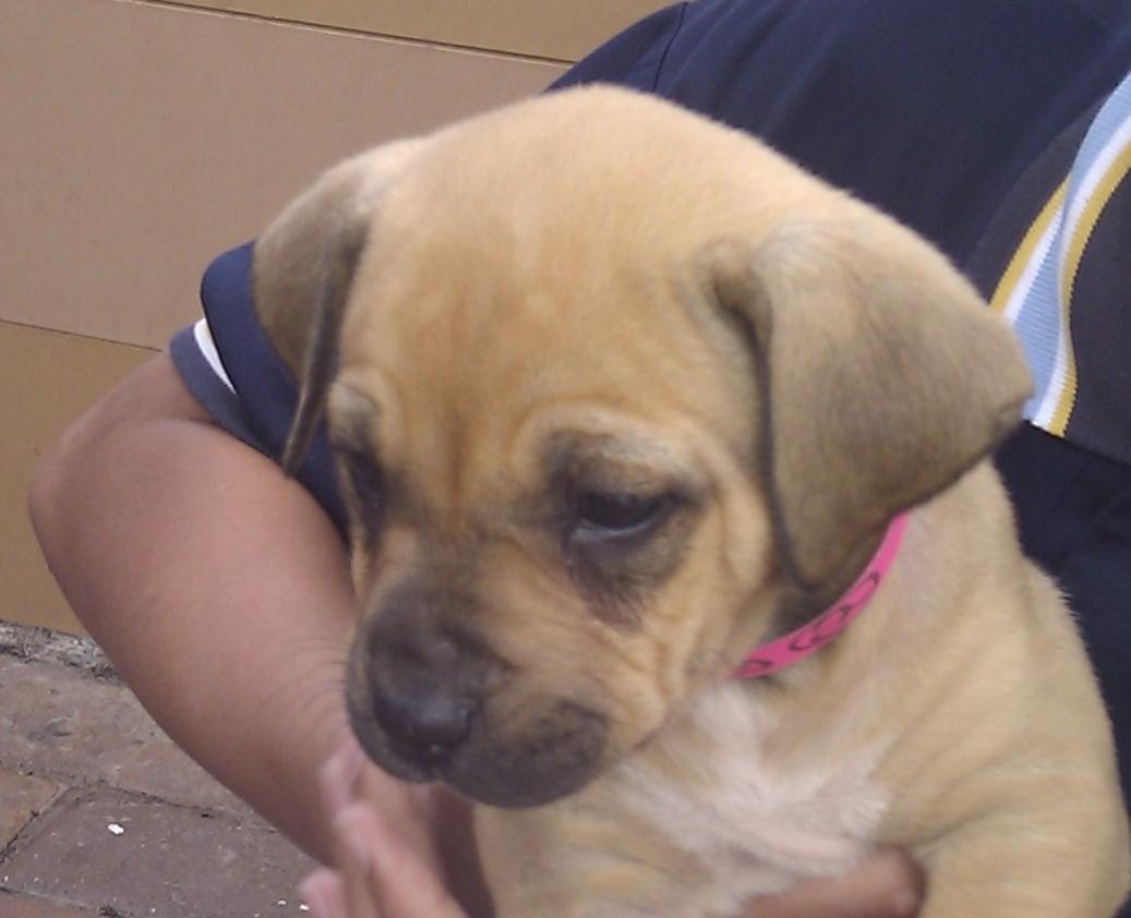 Name:  Cleo.jpg
Views: 592
Size:  59.6 KB