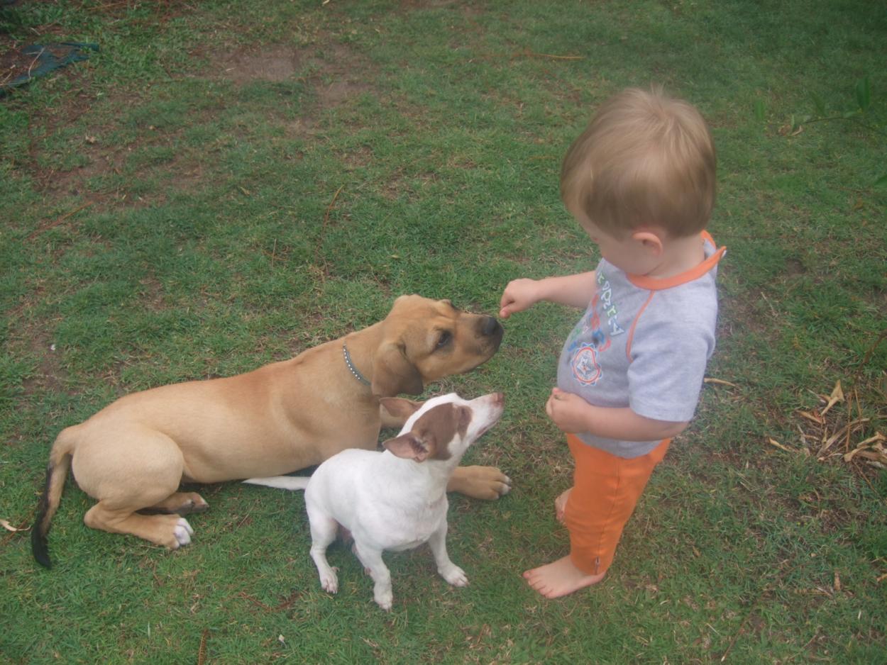 Name:  max and dogs 18months.jpg
Views: 216
Size:  176.7 KB
