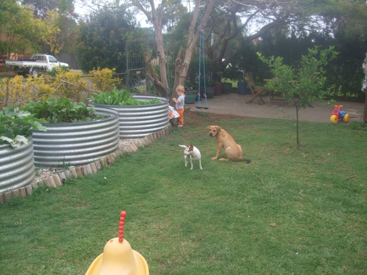 Name:  max and dogs front yard.jpg
Views: 567
Size:  176.9 KB